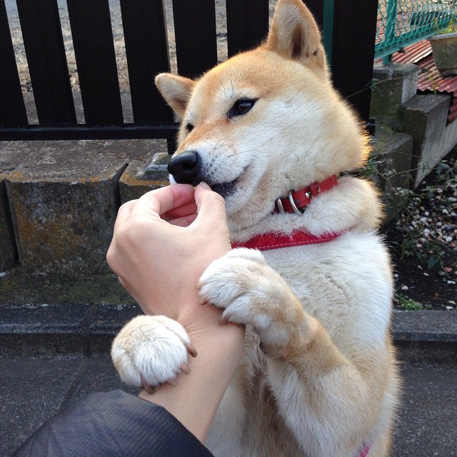 绿茵传奇夜,公牛角顶强敌,布克三分如雨刷新历史