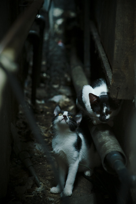 赛道上的意志宣言,当汉密尔顿的绝境反击为梅赛德斯注入复活密码