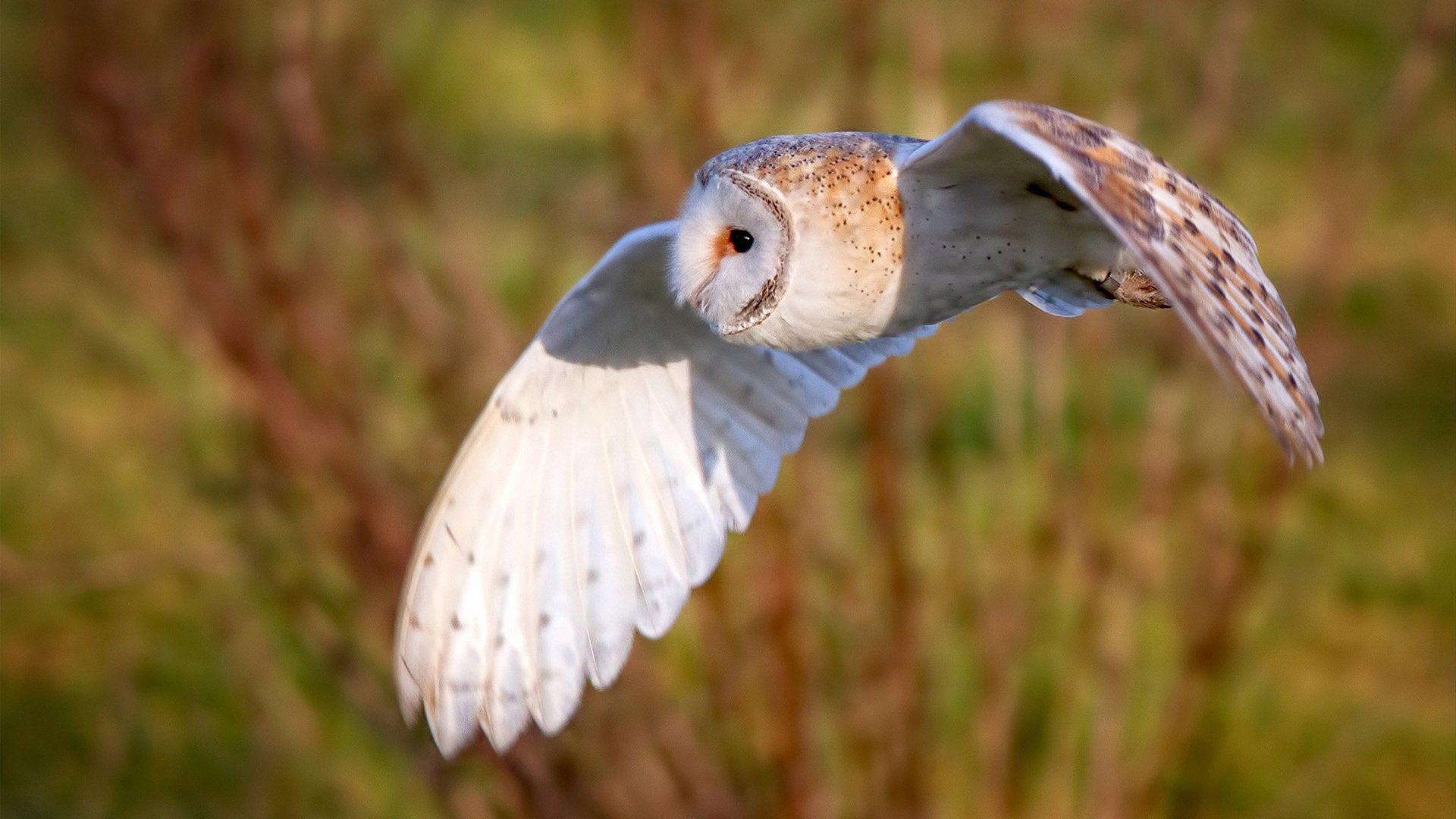 喀麦隆血统，阿尔卑斯山魂，奥利维耶如何用一场比赛重新定义收割