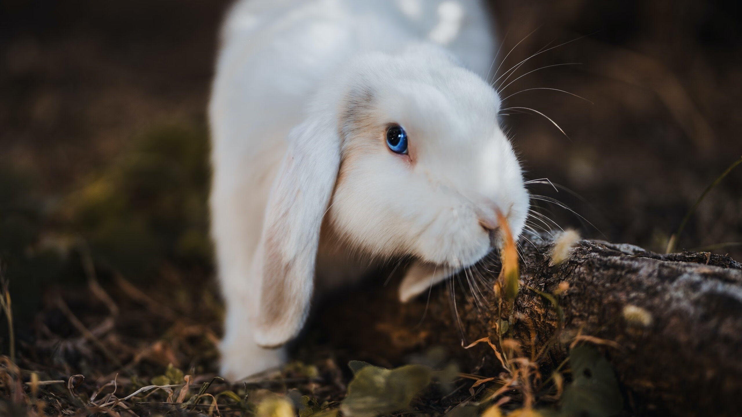 极限压榨，那个在F1年度争冠之夜逆光而行的男人