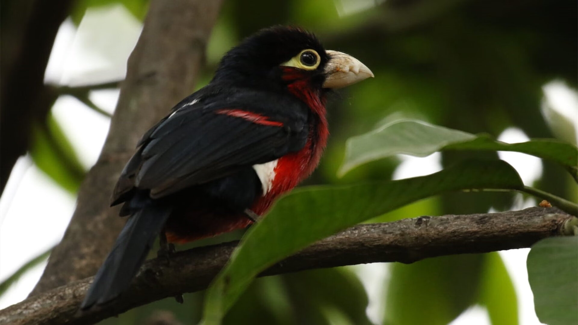 东方破晓旧金山,达拉斯夜启新章,篮球世界版图重绘之夜