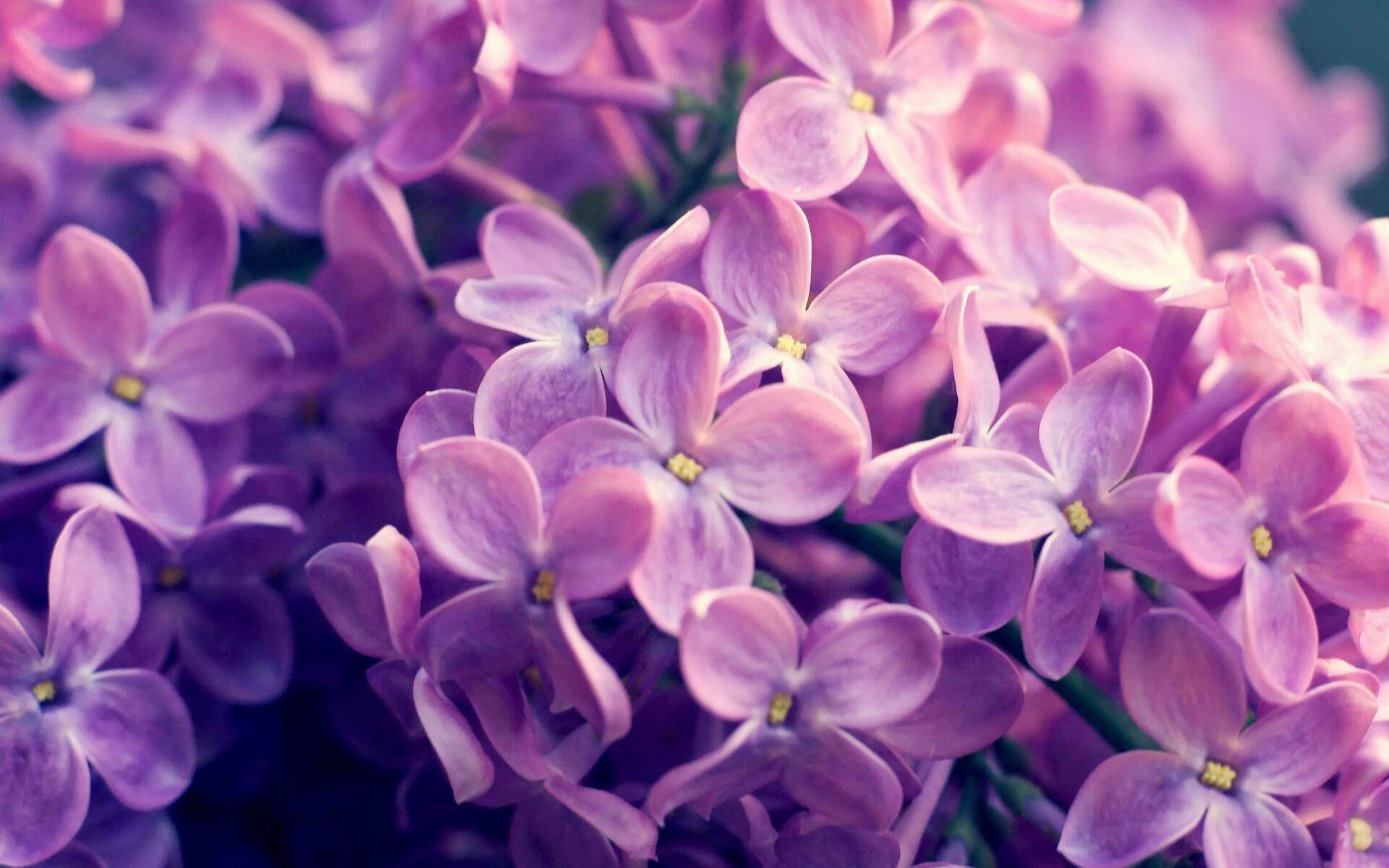 东契奇创纪录之夜，魔术轻取开拓者迎连胜