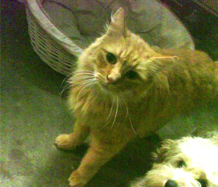 跨界收割，当广厦借将莫兰特，在模拟战场击碎马刺铁壁