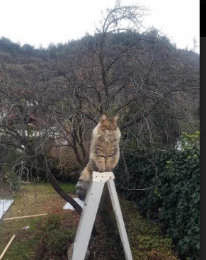 困兽之笼的血色黎明，奥亚尔萨瓦尔点球制胜助奥地利关键战突围苏格兰