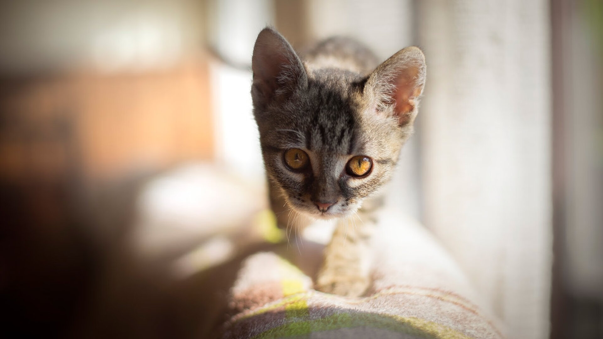 欧冠之夜,巴黎强势晋级国米,奥亚尔萨瓦尔关键战接管比赛