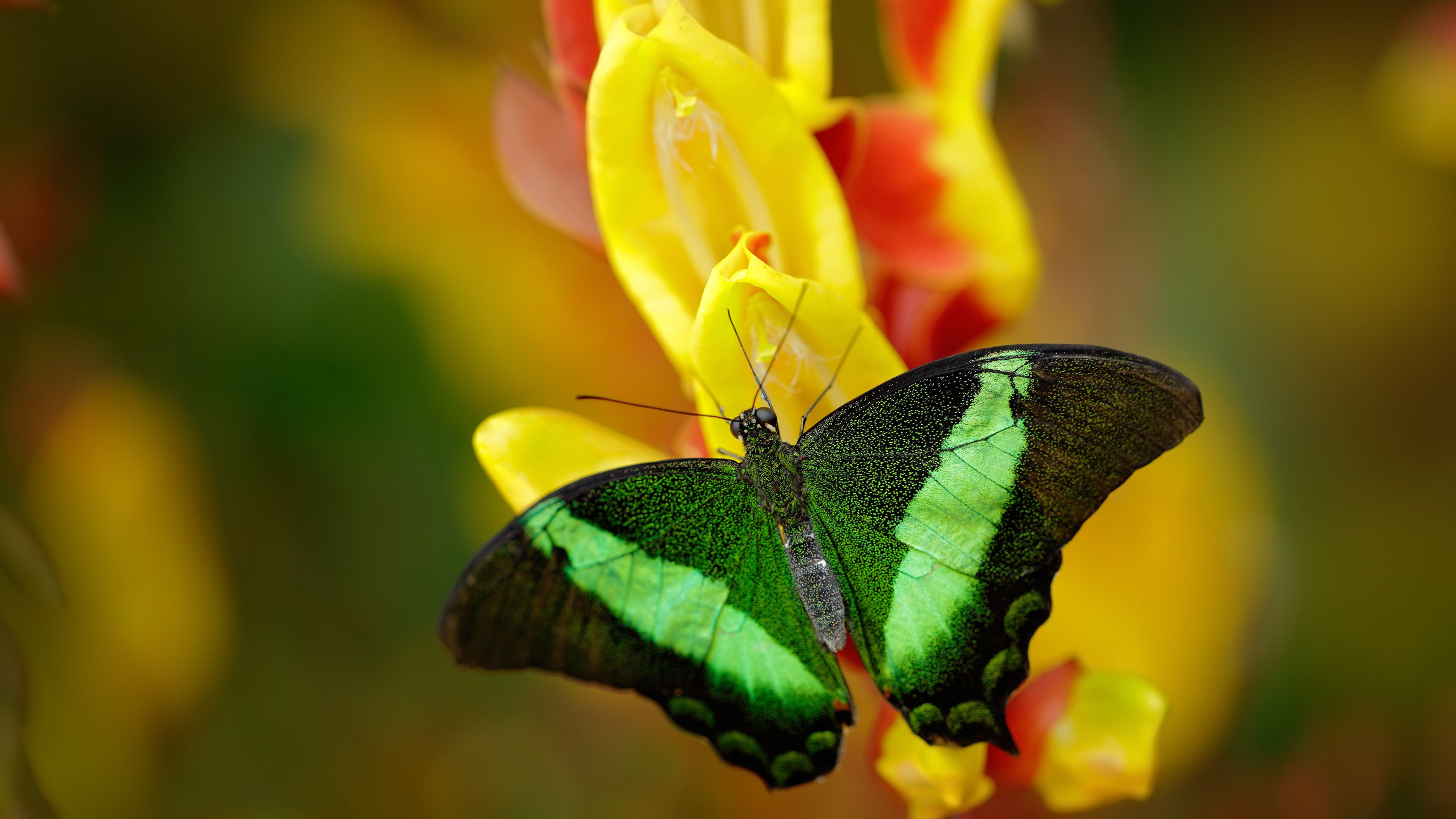 特奥的节奏舞步，那不勒斯对阵皇马中的完全掌控