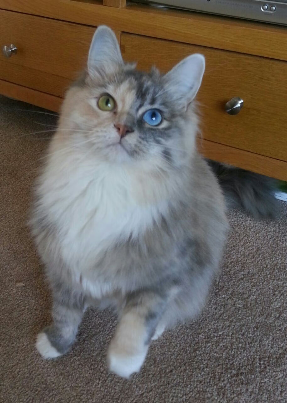 苏格兰身份谜题，赫罗纳如何踏平红牛，与基耶萨的2026世界杯接管计划