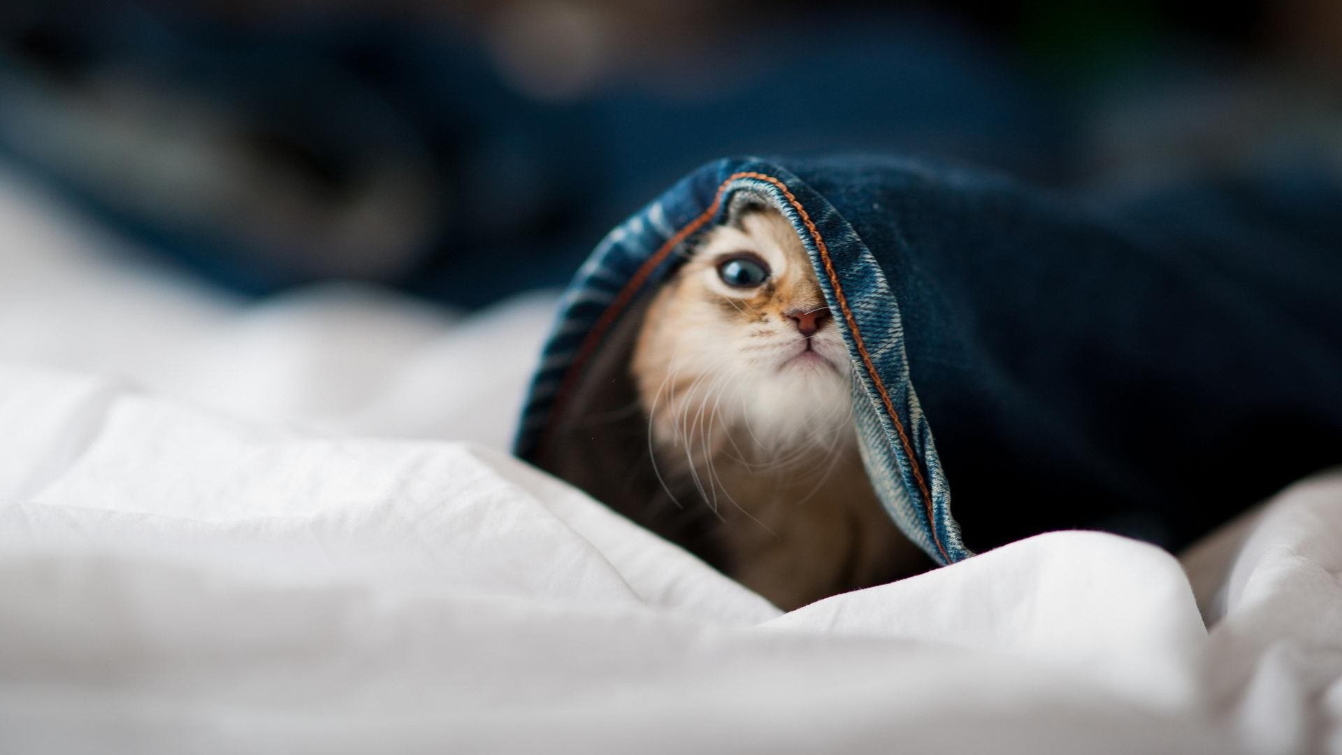 考古2231年NBA档案馆，尘封的步行者冲垮活塞之战，克莱如何成为隐藏章节的关键先生