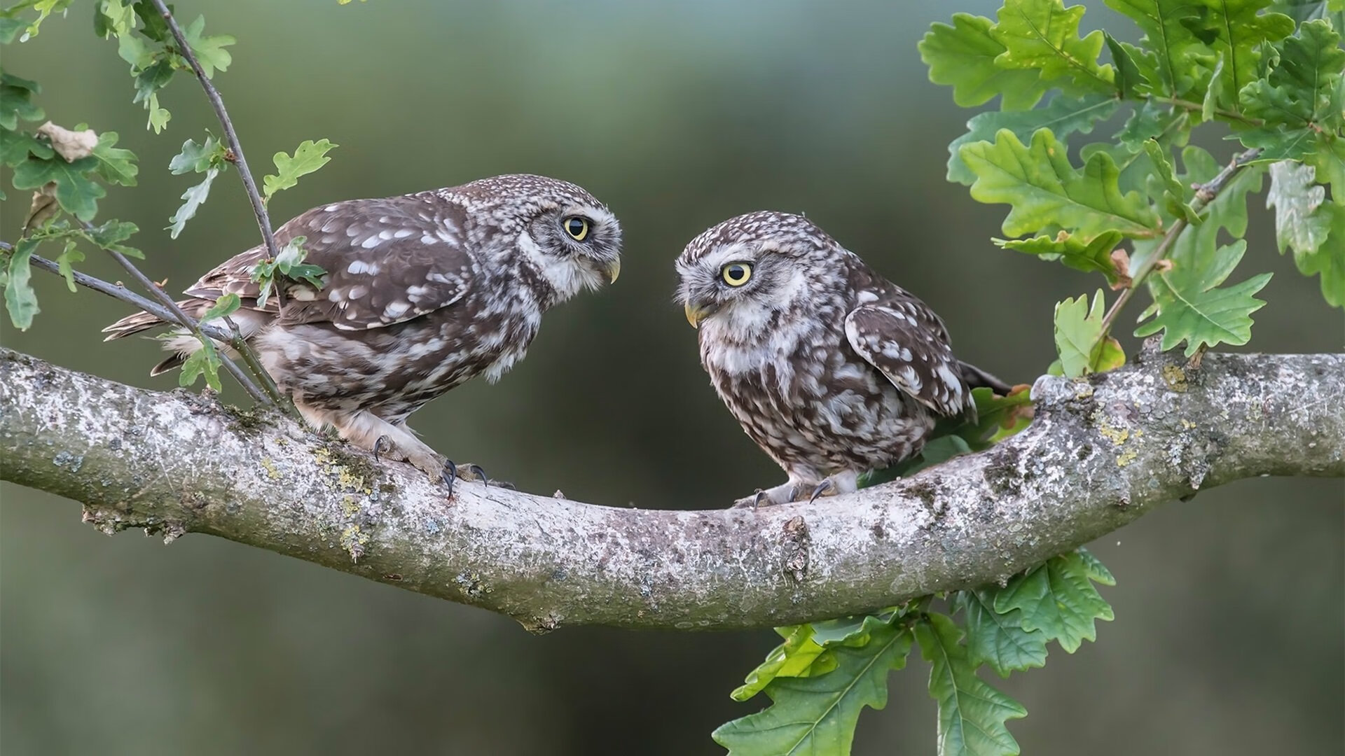 量子纠缠的篮球总决赛，勇士跨时空击穿吉林队