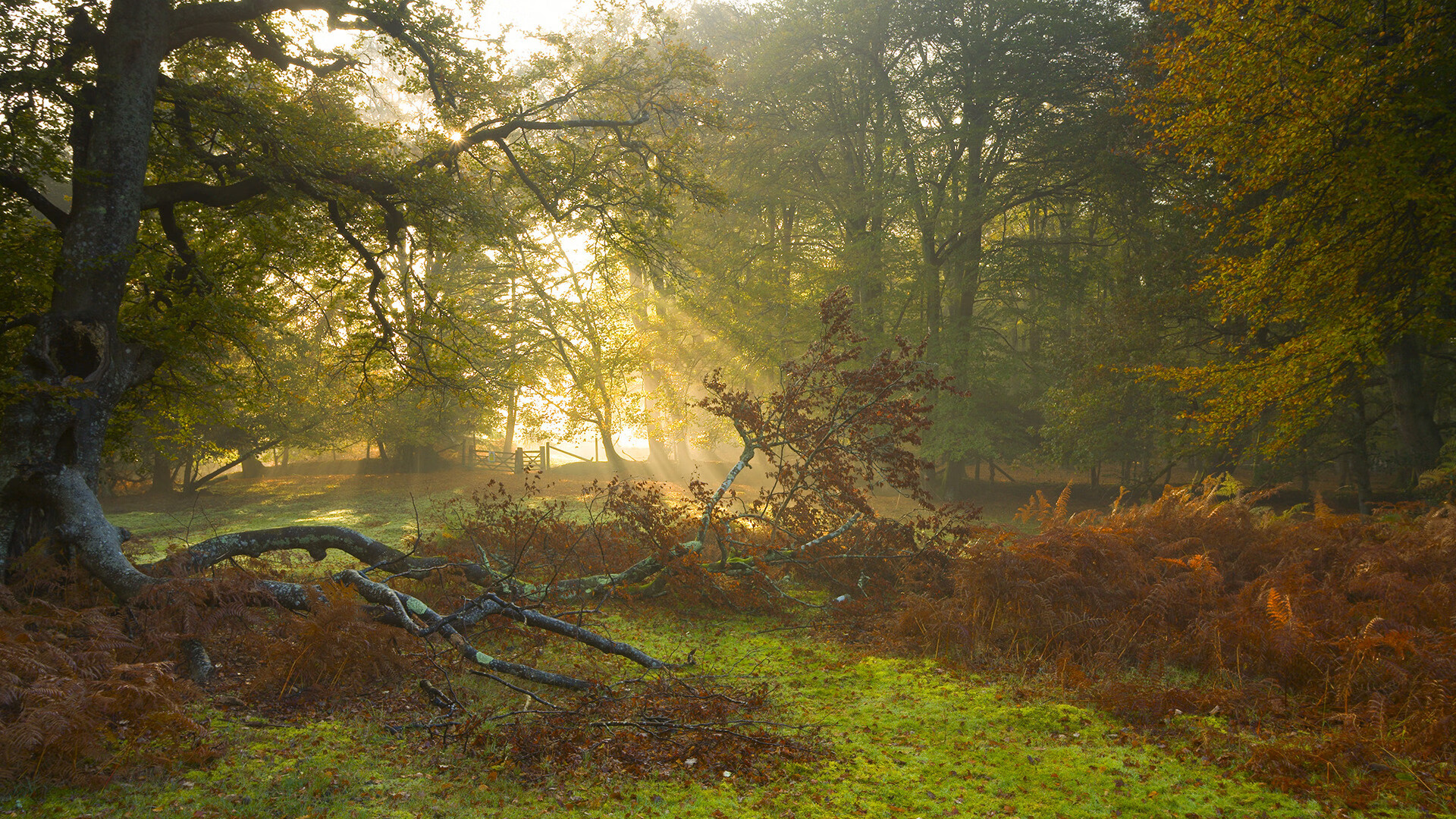 23+19+4帽！戴维斯统治攻防，76人全队失灵见证湖人恐怖绞杀