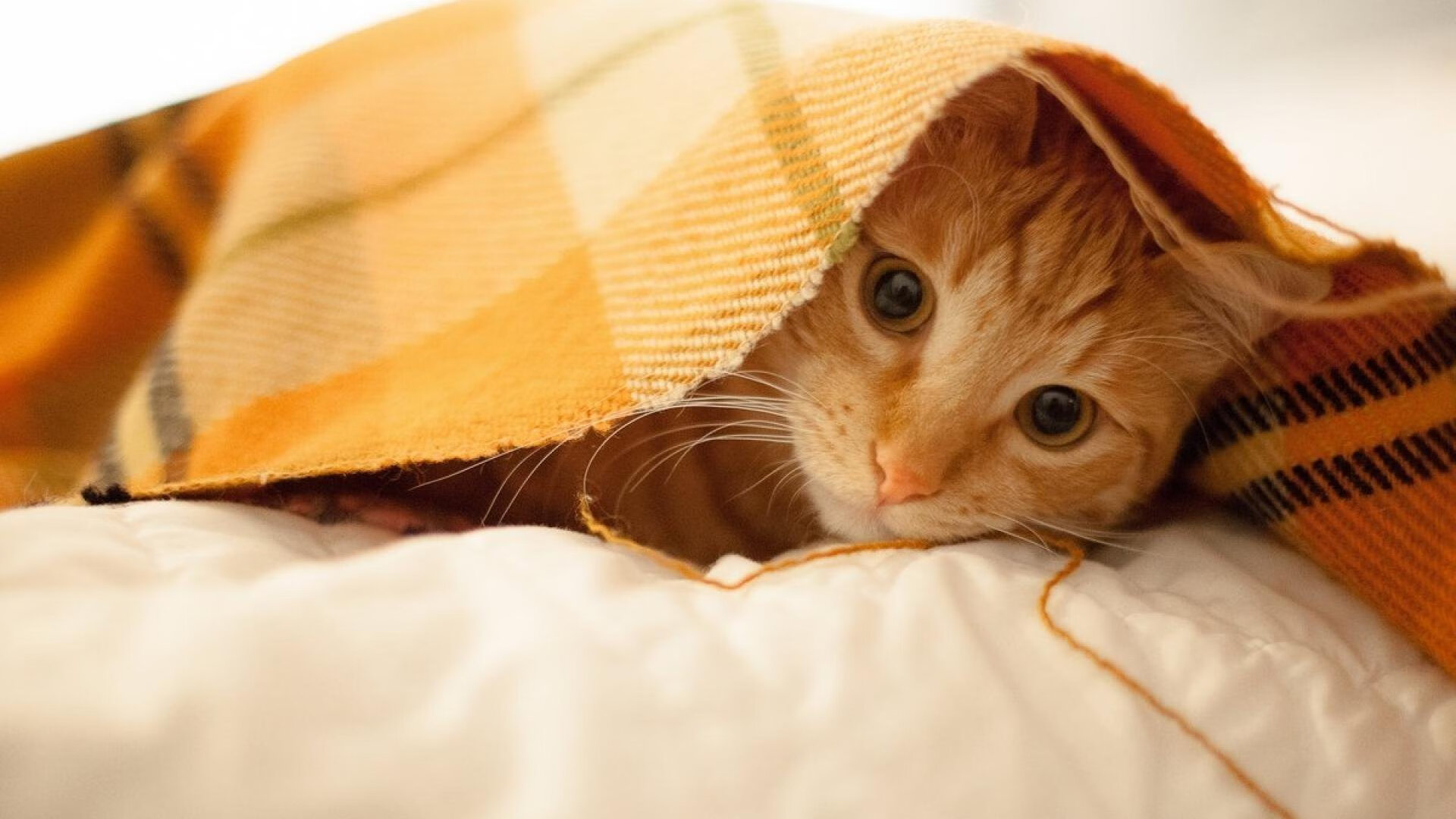 关东铁骑与西部爵士，一场决定世界排名的冰火生死战