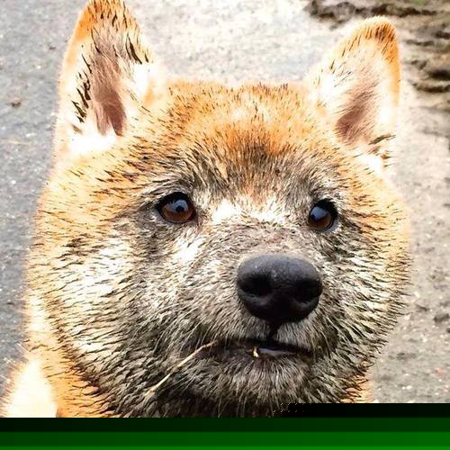 唯一之战，上海队强行终结勇士王朝，文班亚马化身关键先生