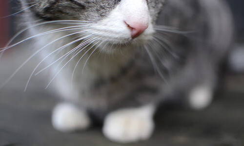 当库里时刻在CBA上演，深圳生死战的关键先生启示录