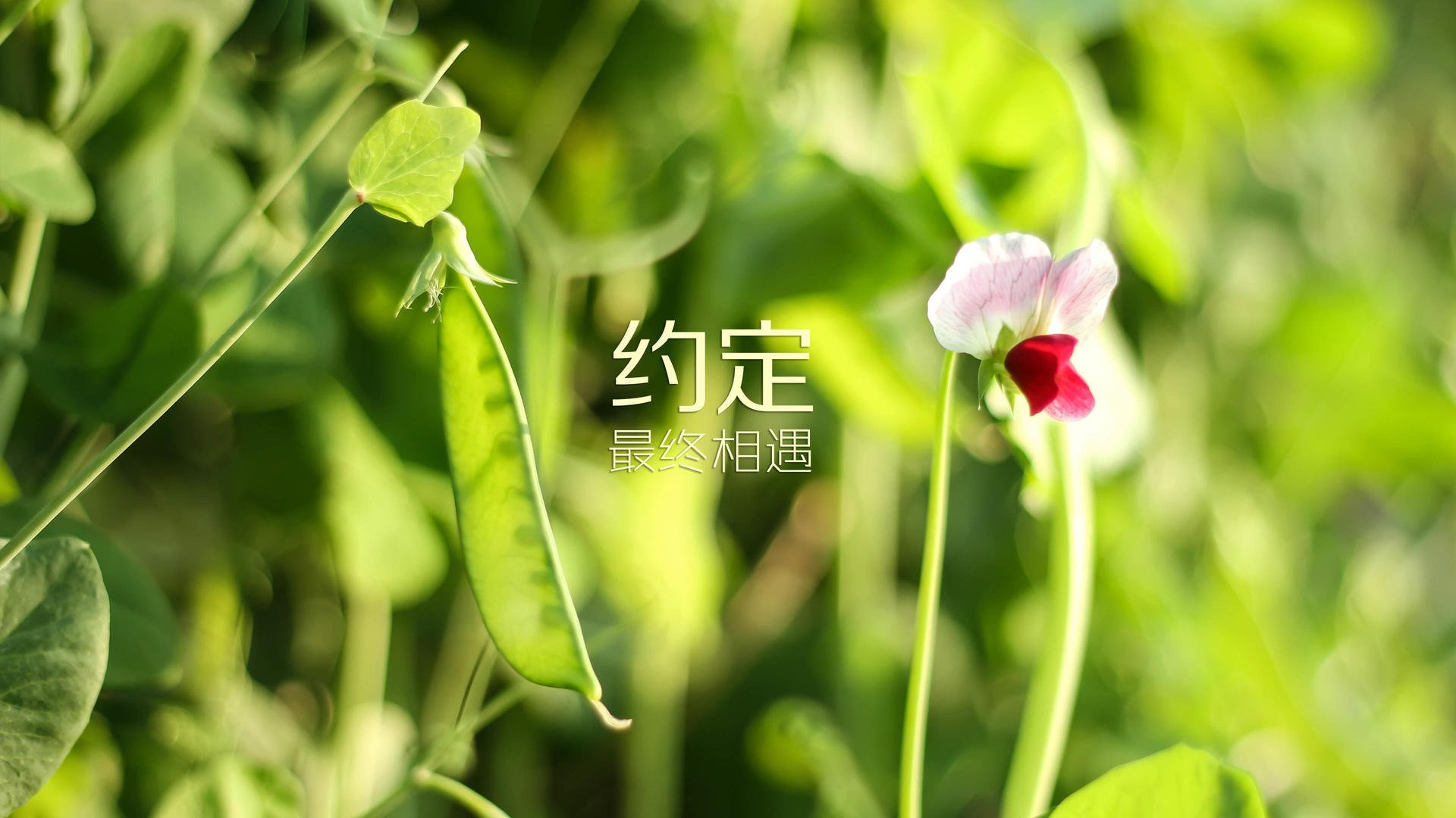 东方太极迎战北美雄鹰,2026世界杯半决赛,泰国憾负墨西哥,孙兴慜独木难支